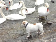 759  swans and a dog.JPG